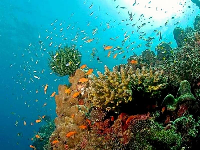 Tour Around Ross Bay And North Bay In Andaman Image