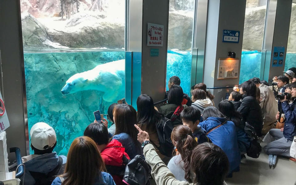 Hokkaido Asahiyama Zoo Tickets Image