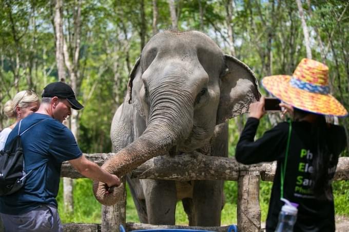 Phuket Elephant Jungle Sanctuary