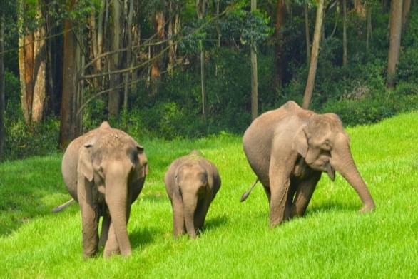 Munnar Full Day Sightseeing Tour With Elephant Spotting Image