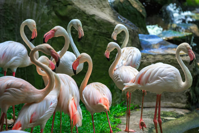 Visit the Kuala Lumpur Bird Park