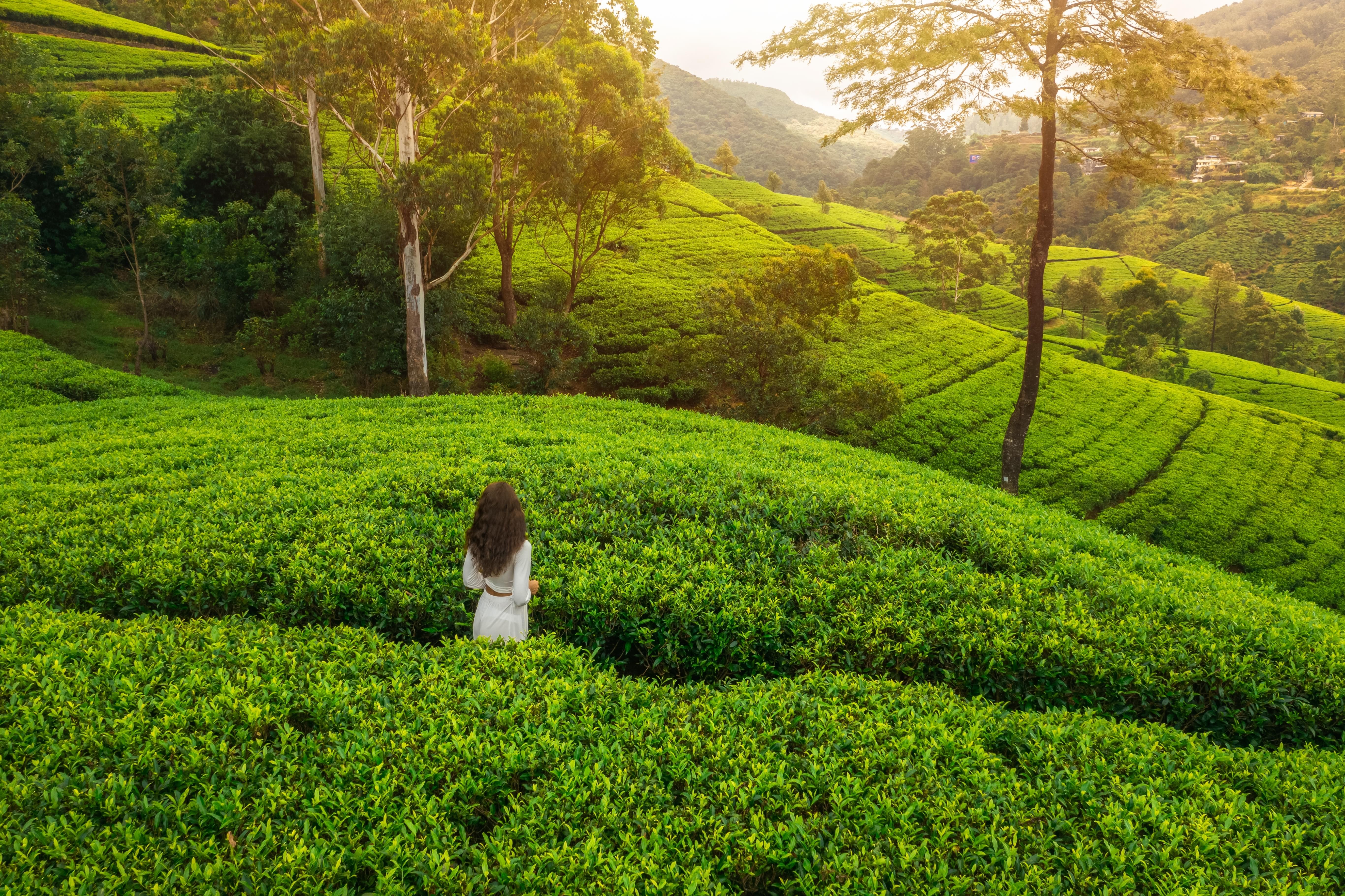 Escape to Munnar: Where Nature’s Green Corridor Awaits!