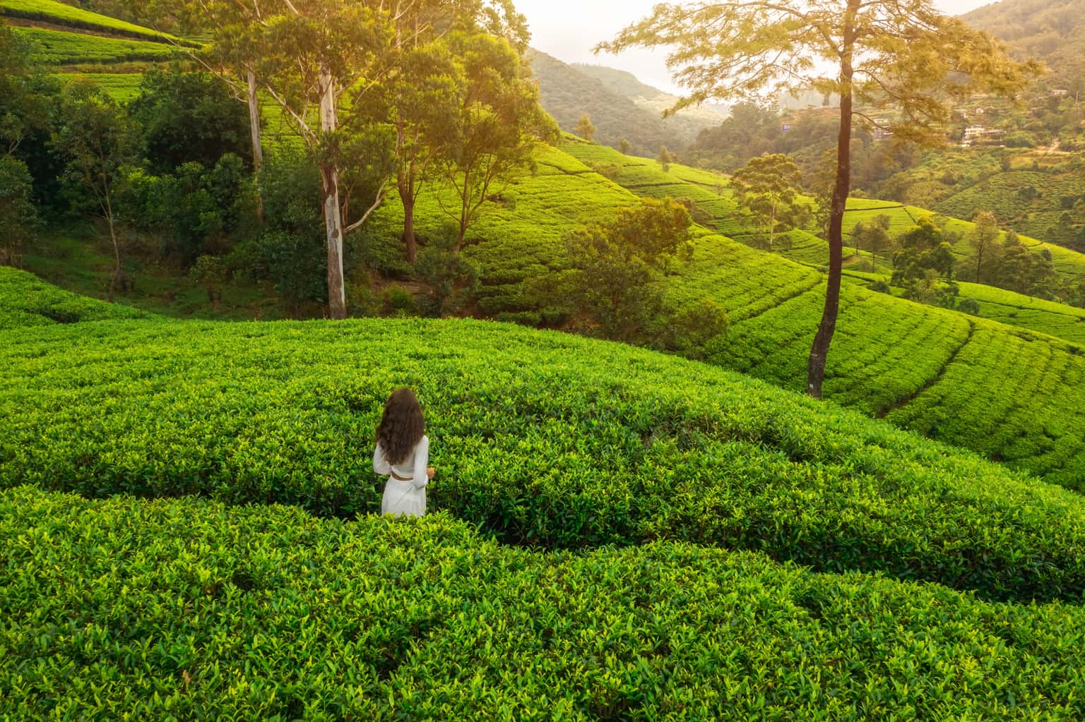 Best of Kerala | Backwaters, Beaches & Mountain Mists