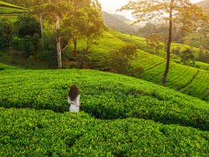 Escape to Munnar: Where Nature’s Green Corridor Awaits!