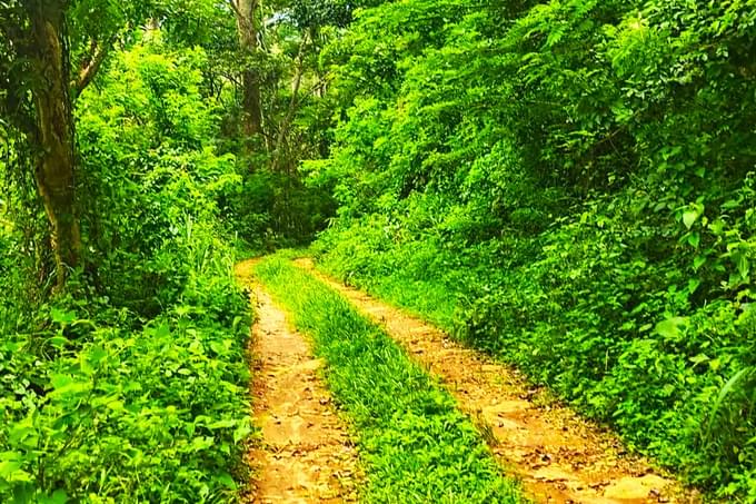 Complete this peaceful two-hour trek through green forest paths