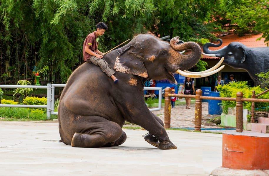 Elephant Show In Safari World Bangkok