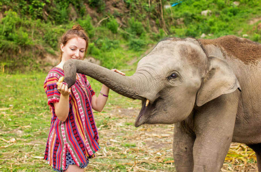 A Morning With The Elephants