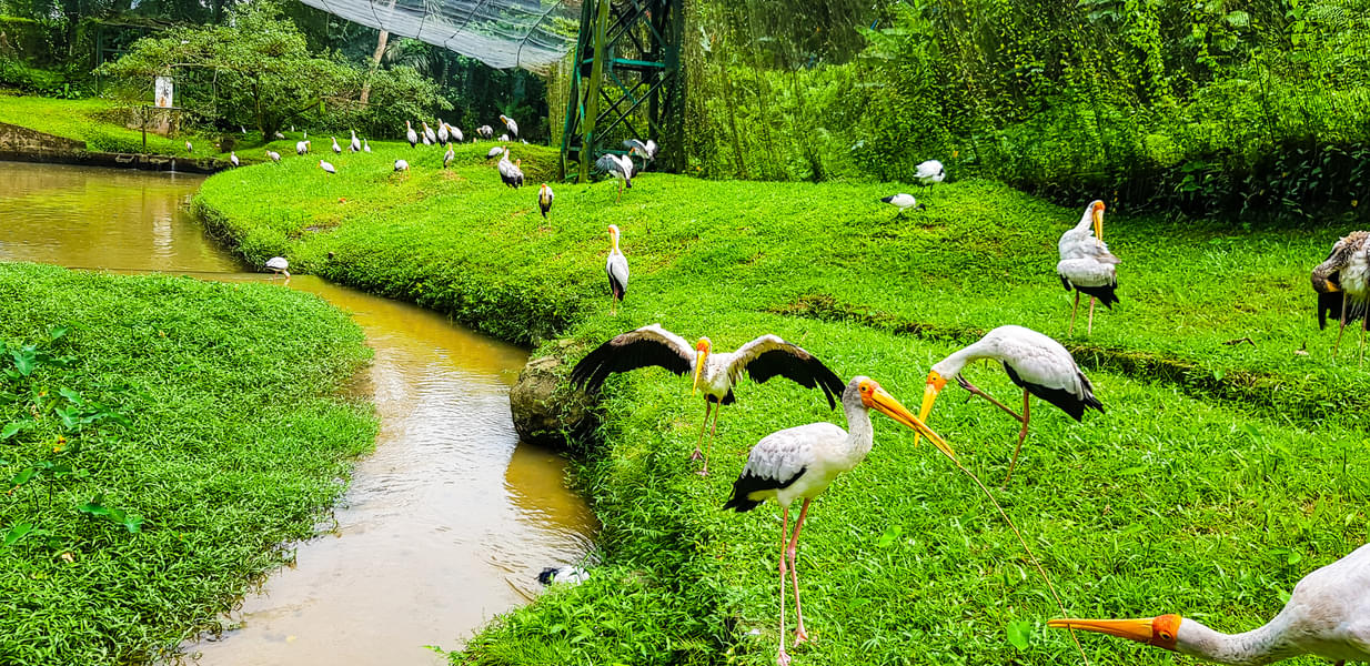 Kl Bird Park Tickets with Transfers Image