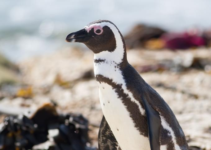 African Penguin