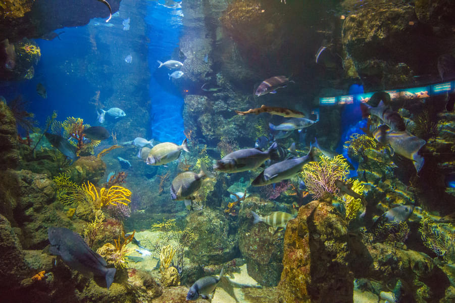 Admire a range of small to giant aquatic species housed in their diverse habitat