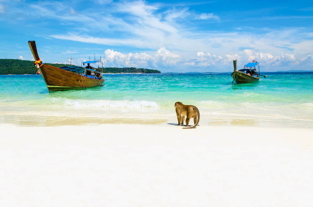 Monkey Beach, <em>Krabi</em>