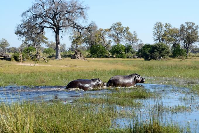 Okavango Delta