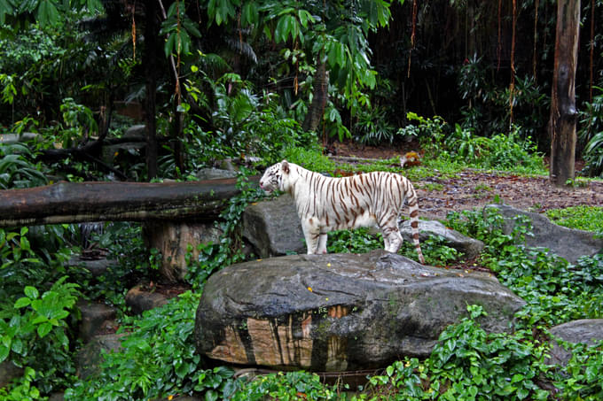 Tiger at Singapore Zoo