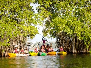 Pe9v2c8gvuerf013q1nau5kcctmx mangrove kayaking