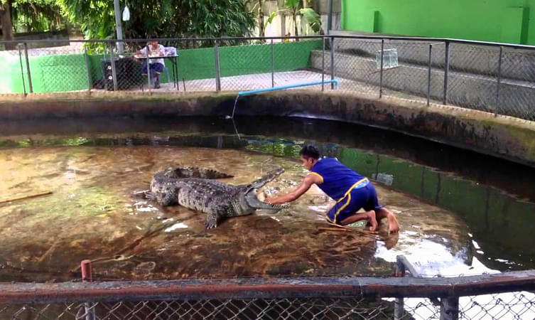 Samui Crocodile Farm