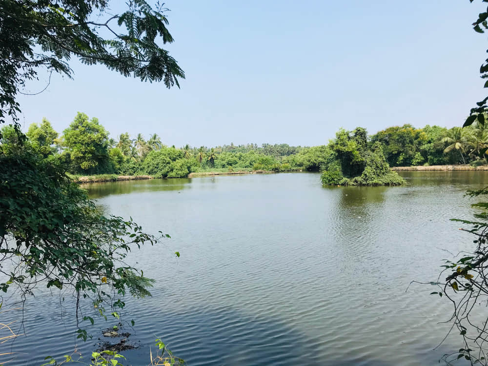 Kalipoika, <em>Calicut</em>