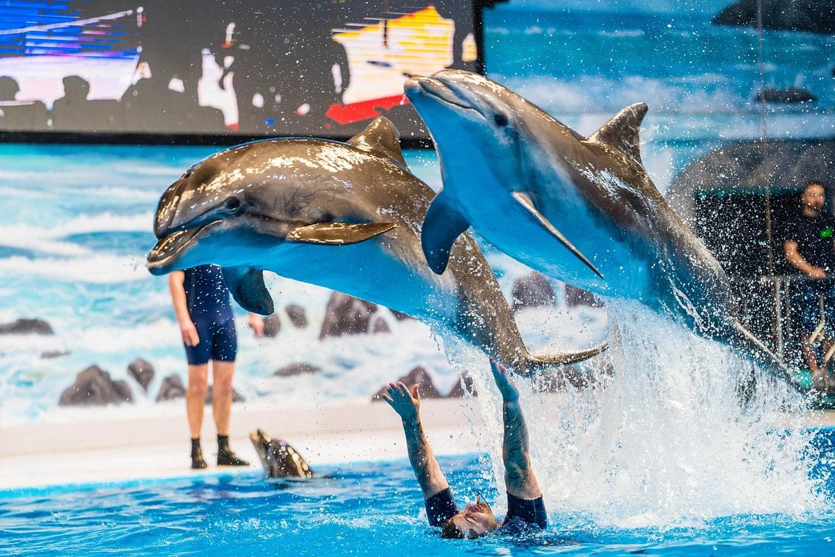 Dubai Dolphinarium Overview