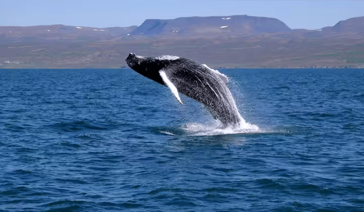 Faxafloi, <em>Iceland</em>