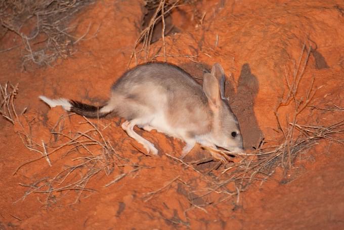 Bilbies in Featherdale Wildlife Park