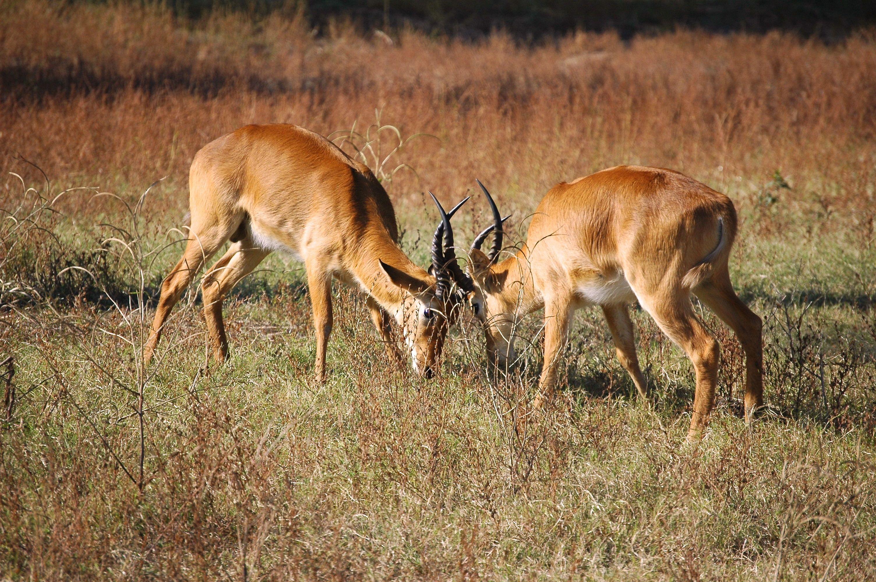 South Luangwa National Park, Zambia