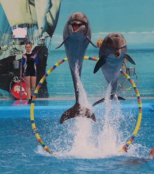 Dolphins Bay Phuket.jpg