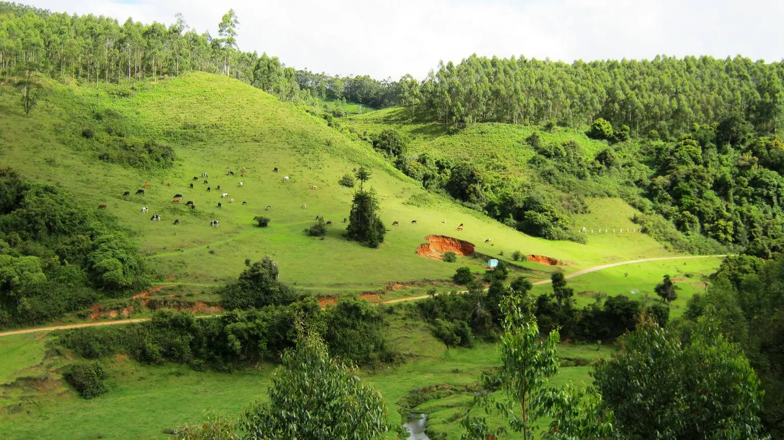 Yellapatty Grassland, <em>Kerala</em>