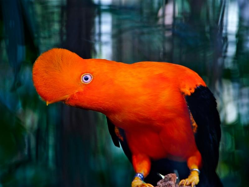 Peru Bird Of Paradise