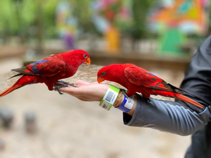 Interact with parrots and other animals at the attraction