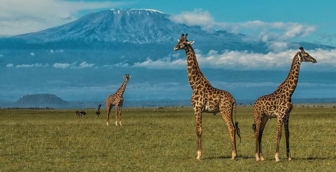 amboseli-national-park3.jpg