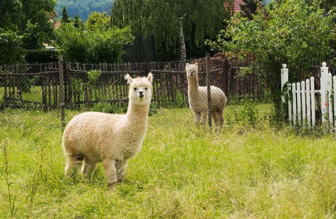 Alpaca Azerbaijan