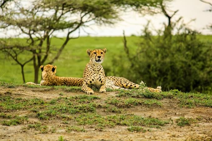 Tarangire National Park