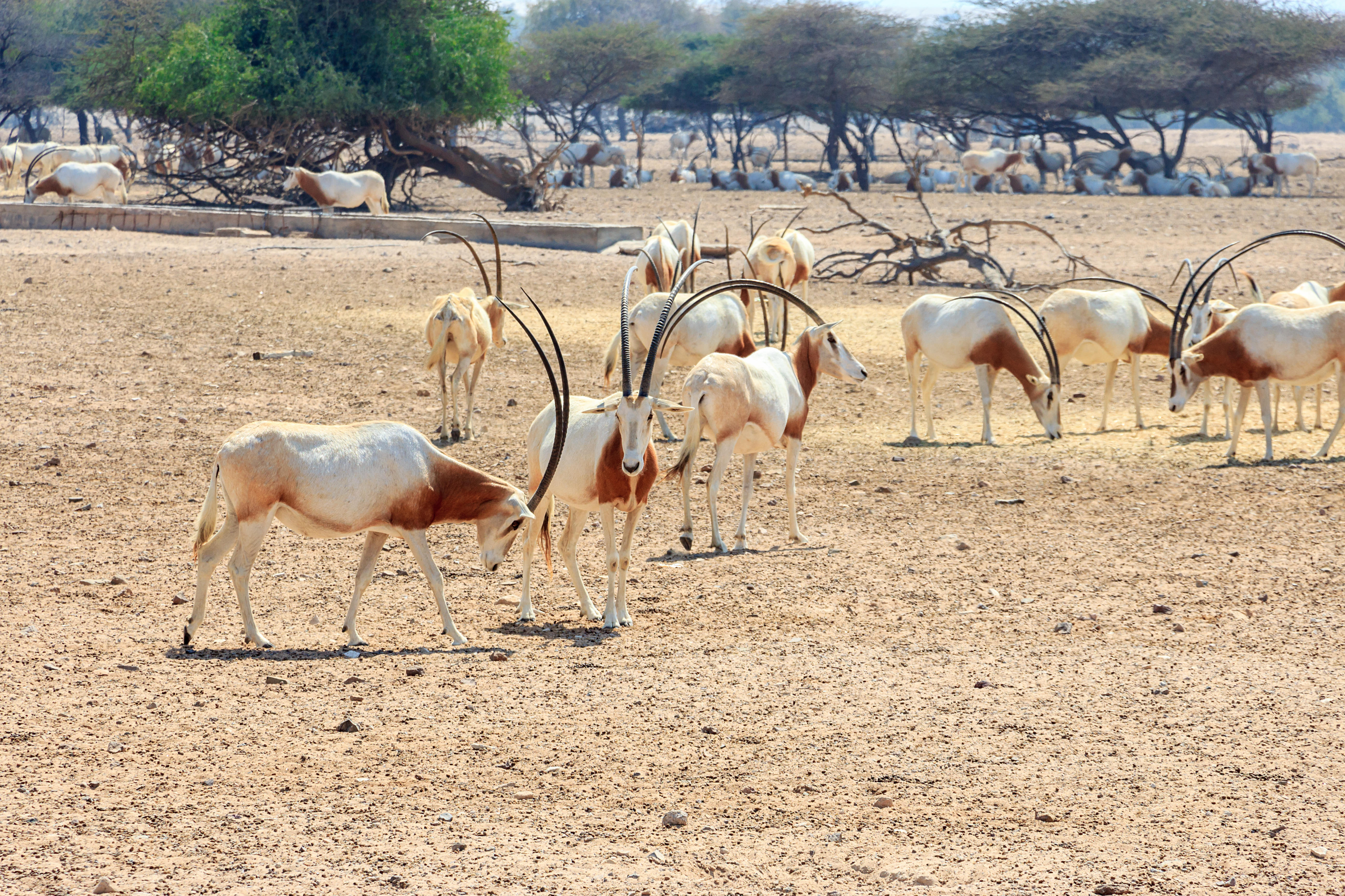 Safari in Arabian Wildlife Park