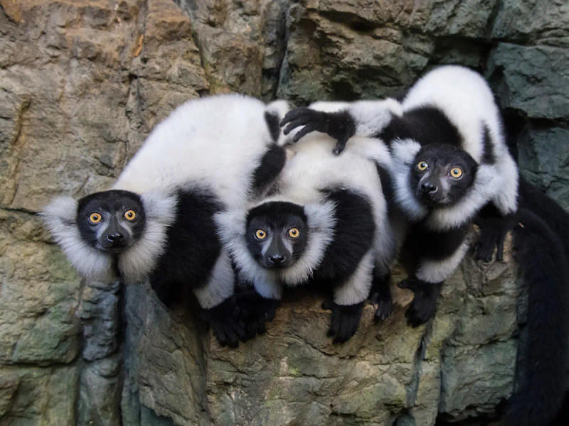 See the world's oldest living primates, Lemurs