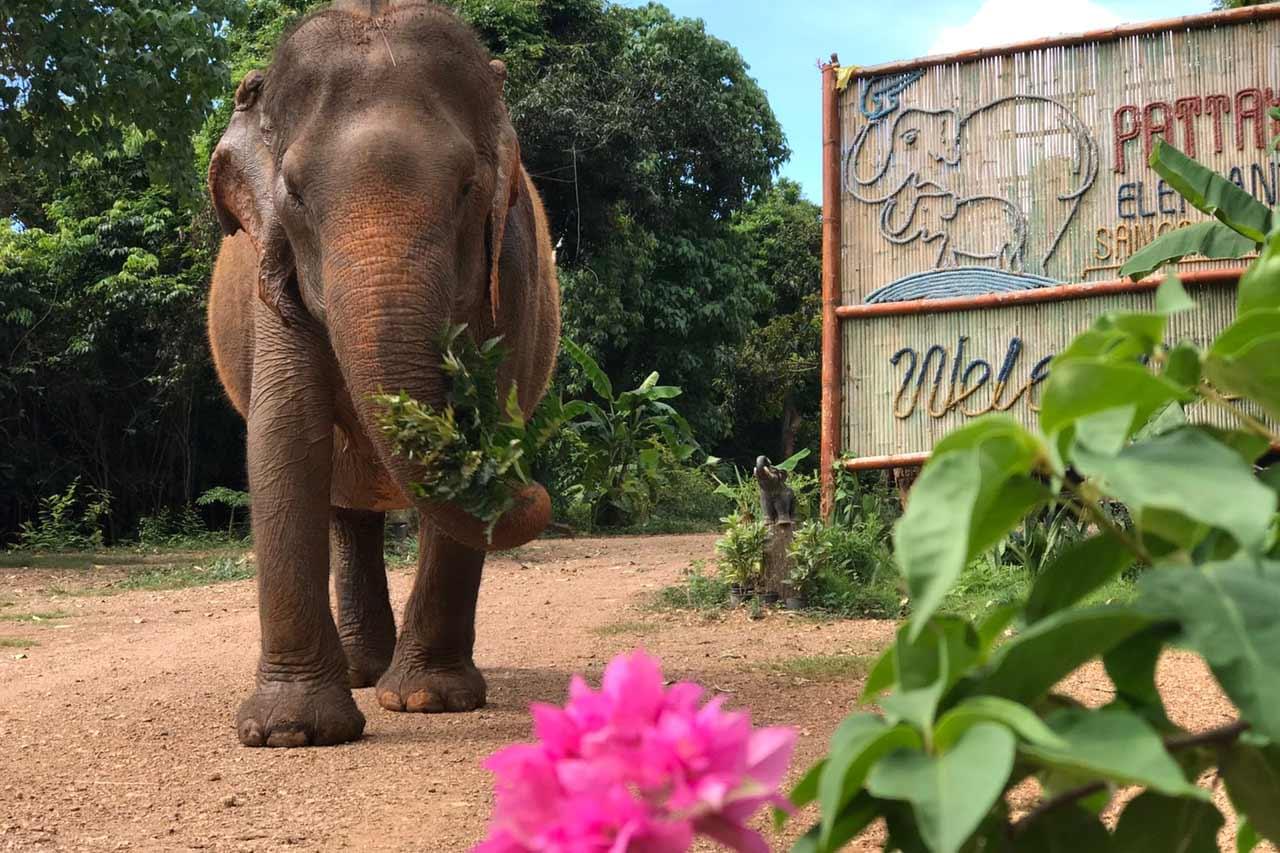 Join Pattaya Elephant Sanctuary and spend time with a small herd of rescued elephants now living together as a family.