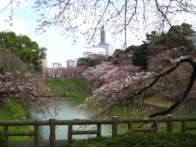 History Of Cherry Blossoms In Japan