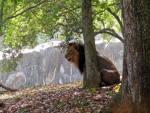 Lion Safari Park In Trivandrum Image