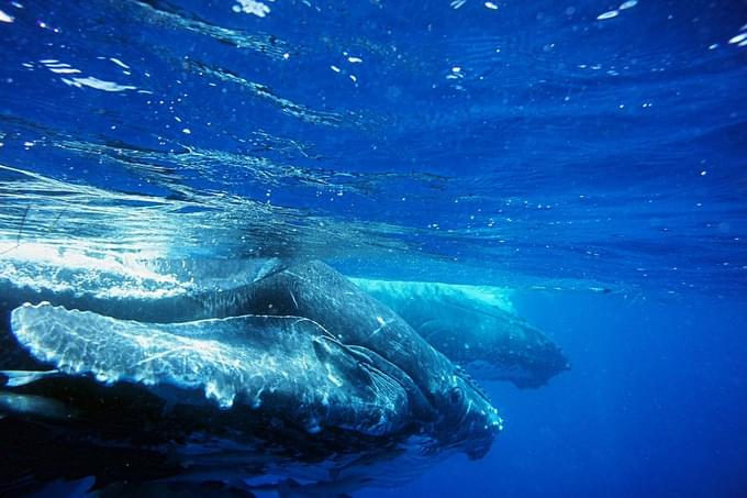 Humpback Whales Tonga