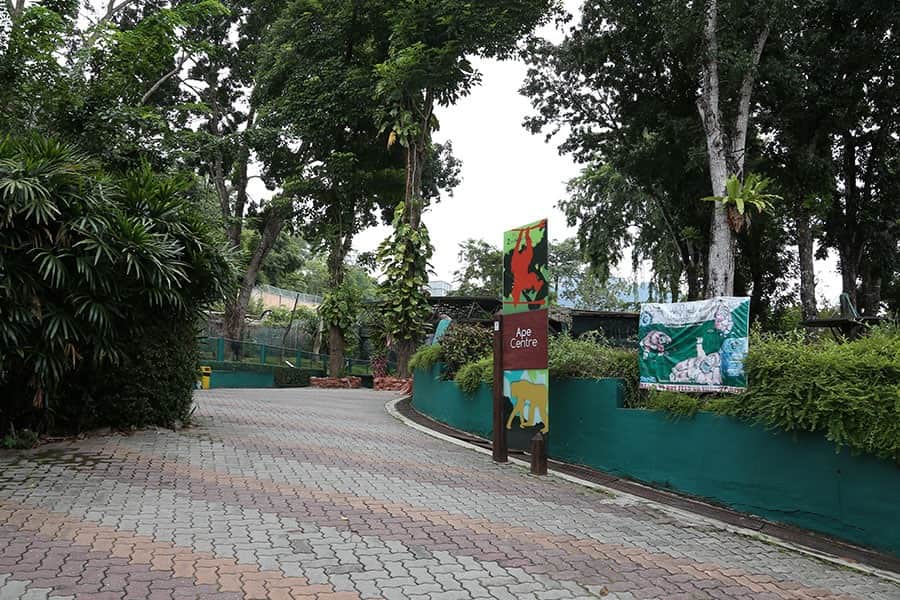 The Ape Center