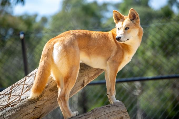 Ballarat Wildlife Park