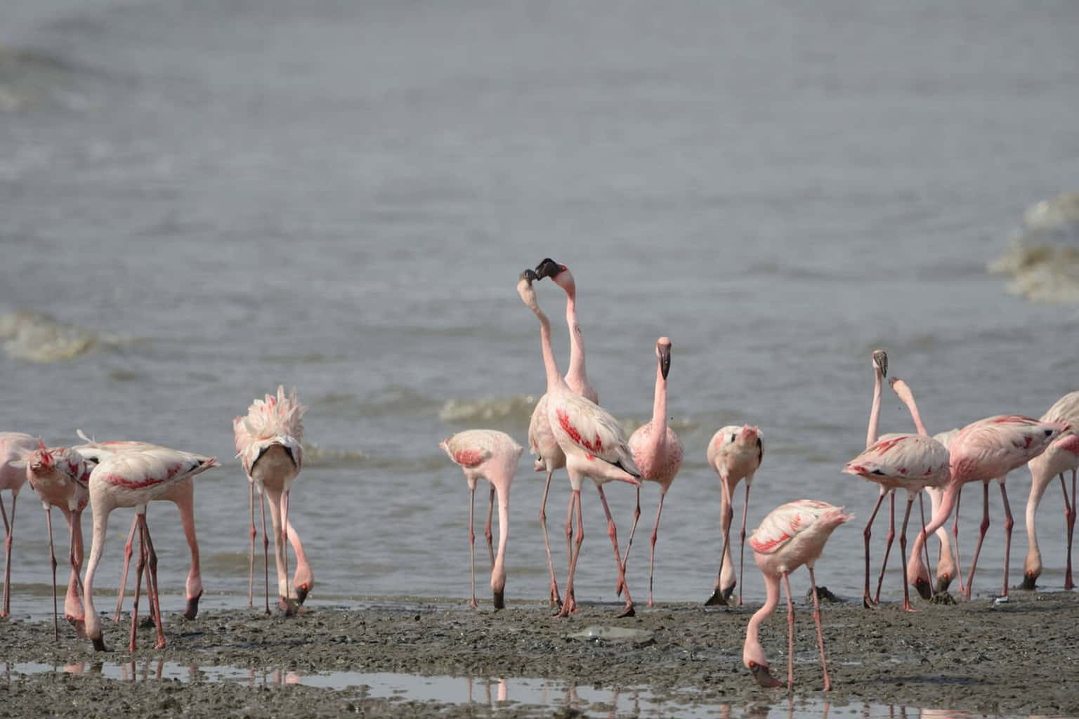 Flamingo Watching Tour in Mumbai