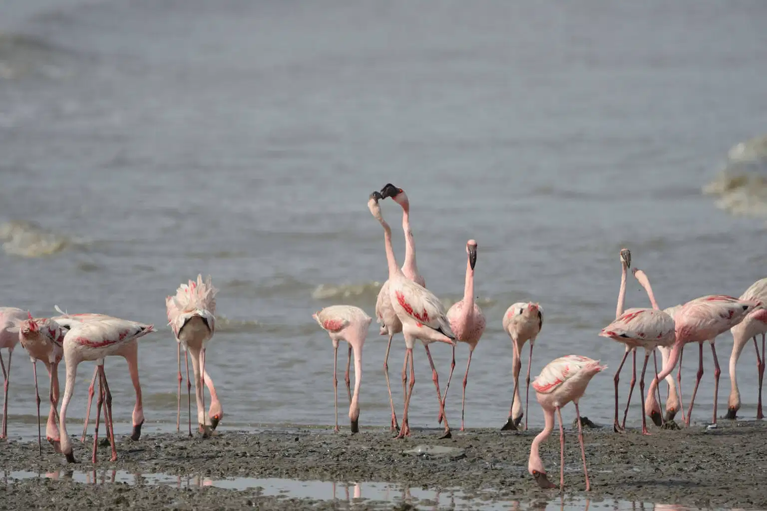 Flamingo Watching Tour in Mumbai