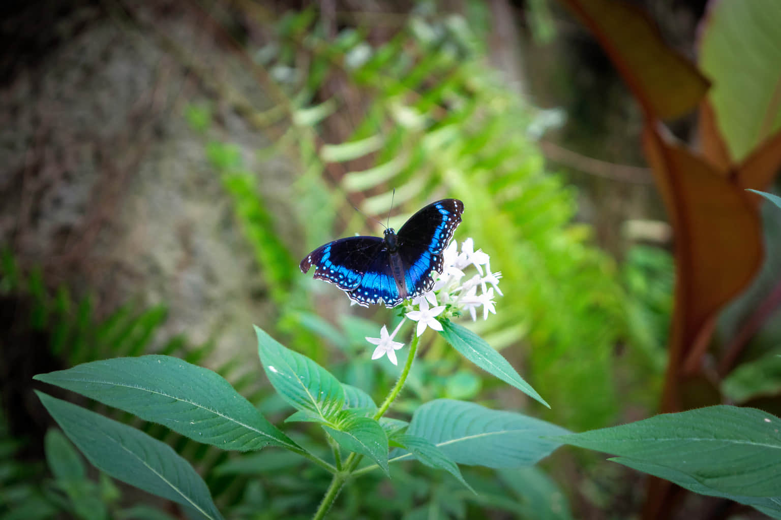Mumbai Zoo, <em>Mumbai</em>