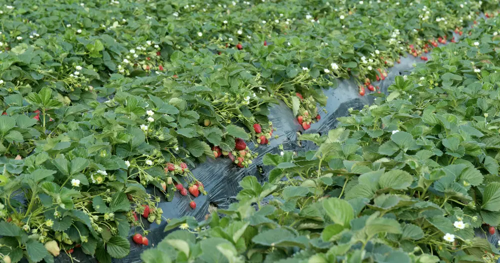 Strawberry Valley