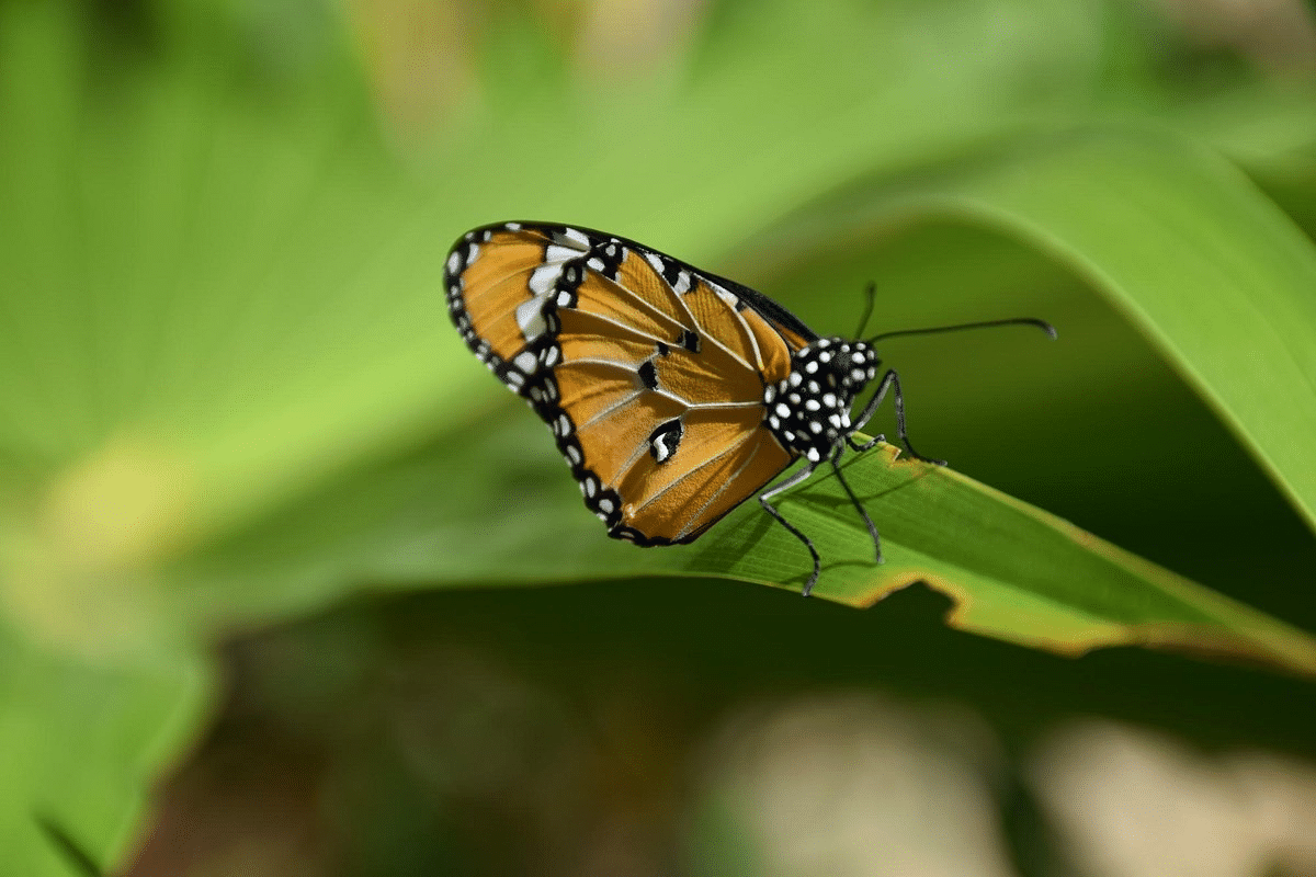 Zanzibar Butterfly Centre Overview