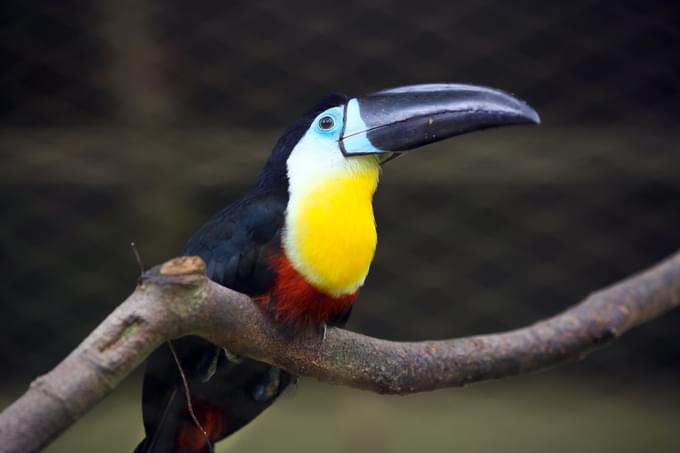 KL Bird Park.jpg