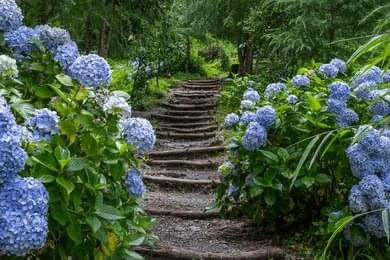 Participate in Memory Sapling Plantation