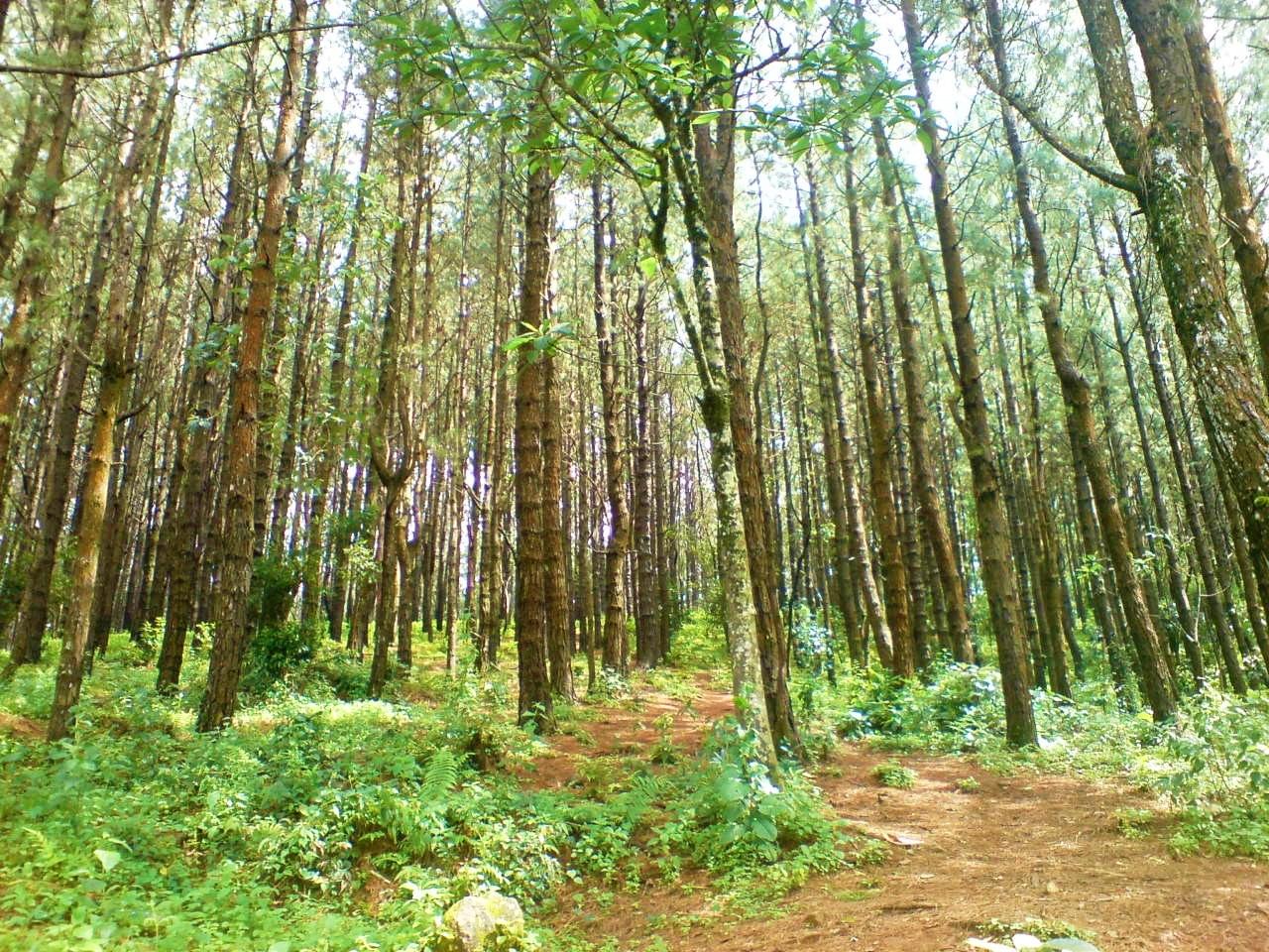 Vagamon Pine Forest Overview