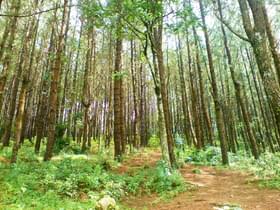 Povyyf8su40l1brzwsbsy6rt4b4m pain forest, vagamon   panoramio