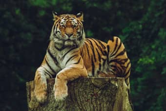 Tiger relaxing like a king