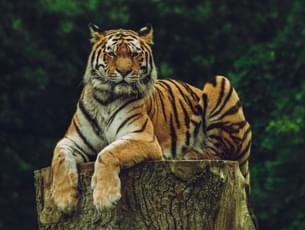 Tiger relaxing like a king